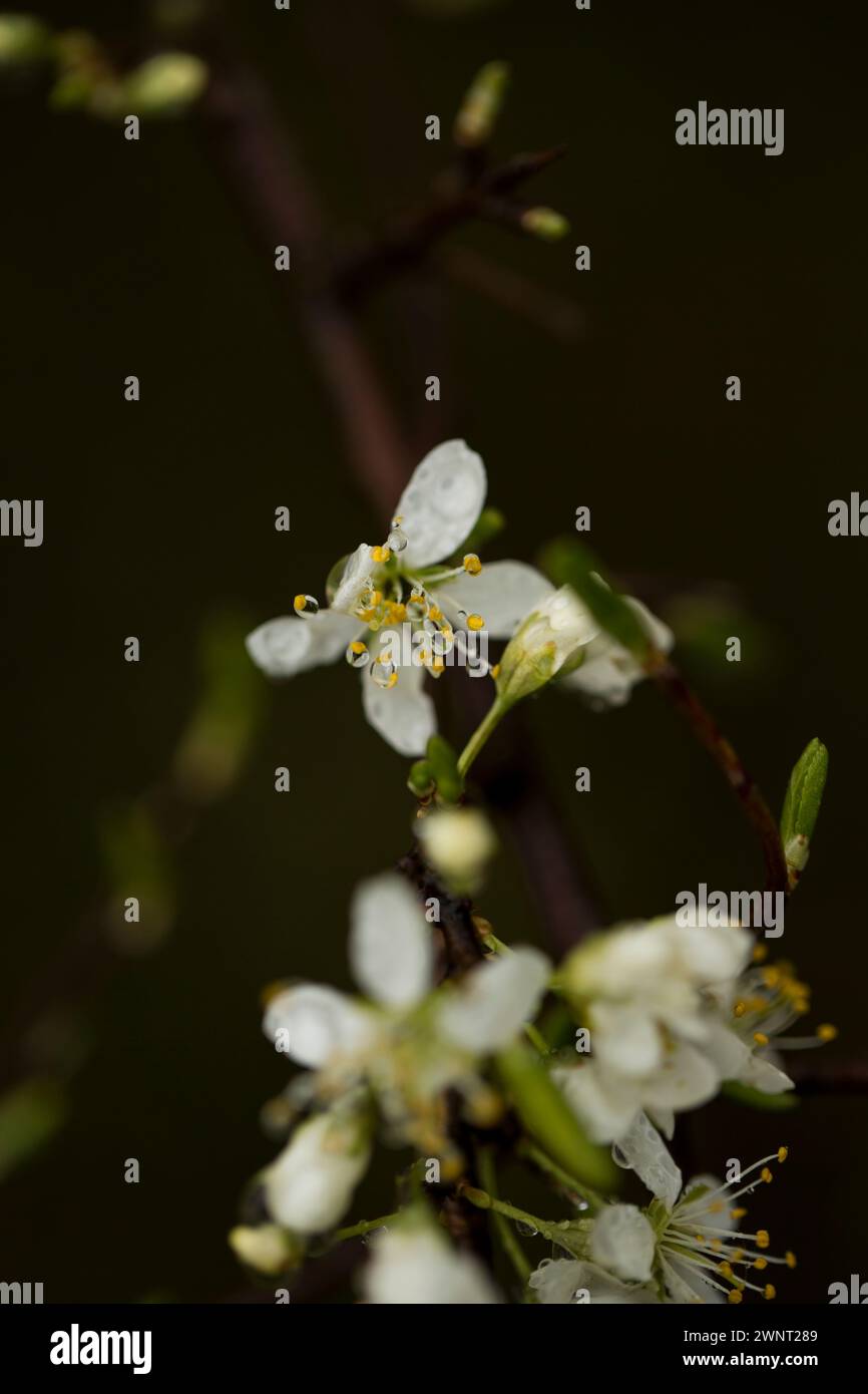 Fiori bianchi di un albero da frutto ricoperto di gocce d'acqua. Rhoen Mountains, Germania Foto Stock