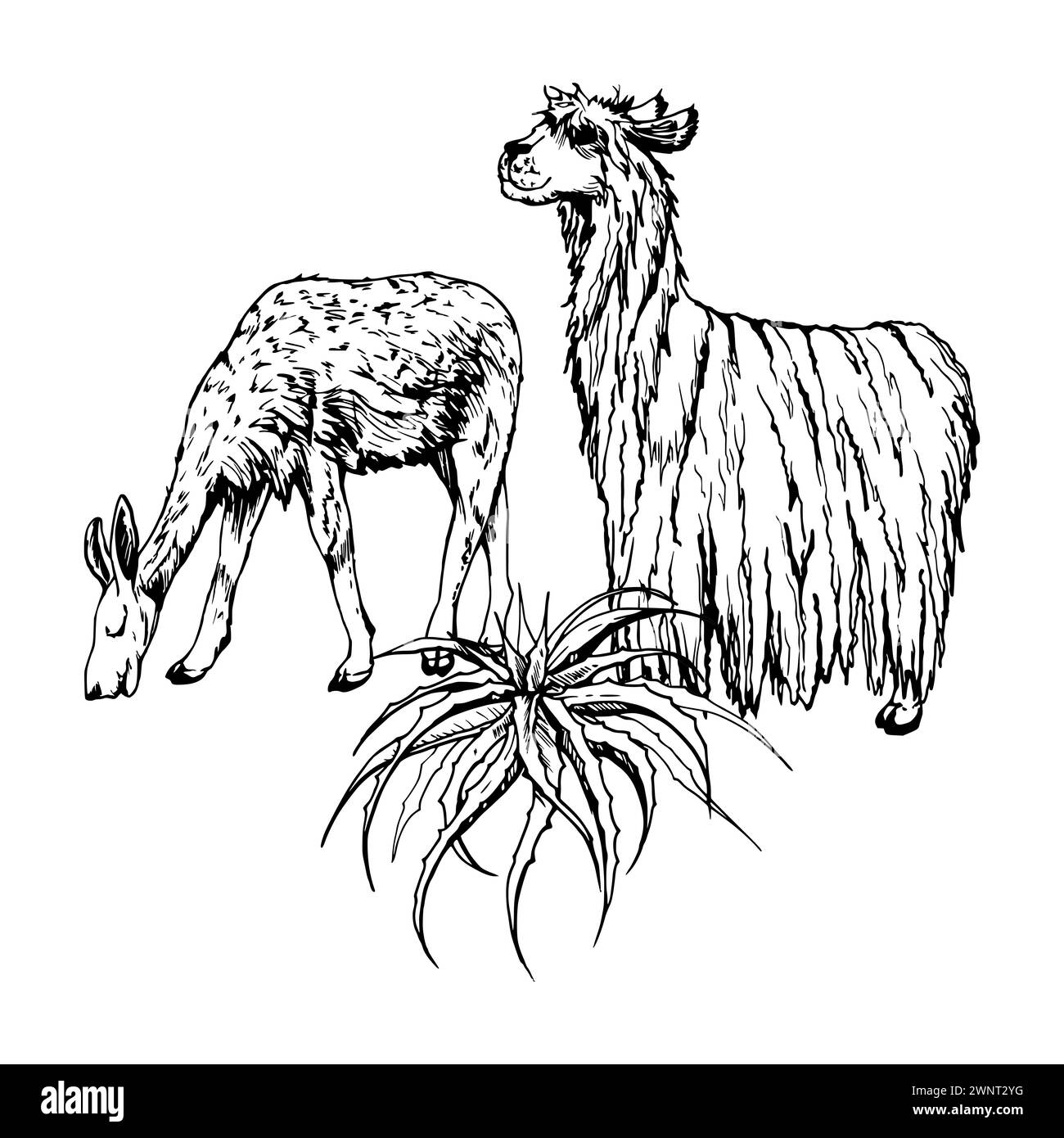 Illustrazione del vettore di inchiostro disegnato a mano, piante del deserto naturali succulente cactus aloe agave, animali di lana di alpaca llama. Composizione isolata su bianco Illustrazione Vettoriale