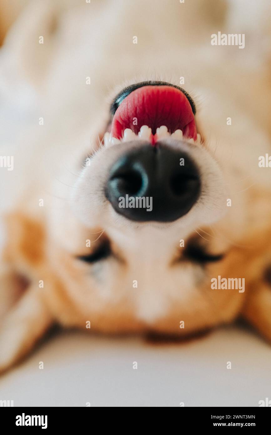 Macro ritratto di un corgi che dorme sulla schiena su un letto in una stanza Foto Stock