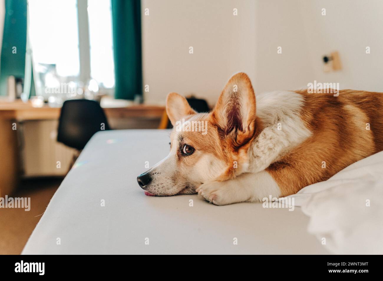 Il cane Corgi giace su lenzuola bianche e ci guarda Foto Stock