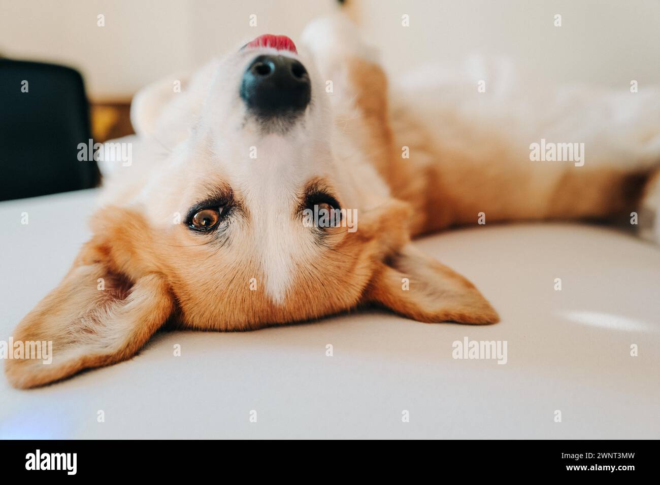 Il cane Corgi giace su lenzuola bianche e ci guarda Foto Stock