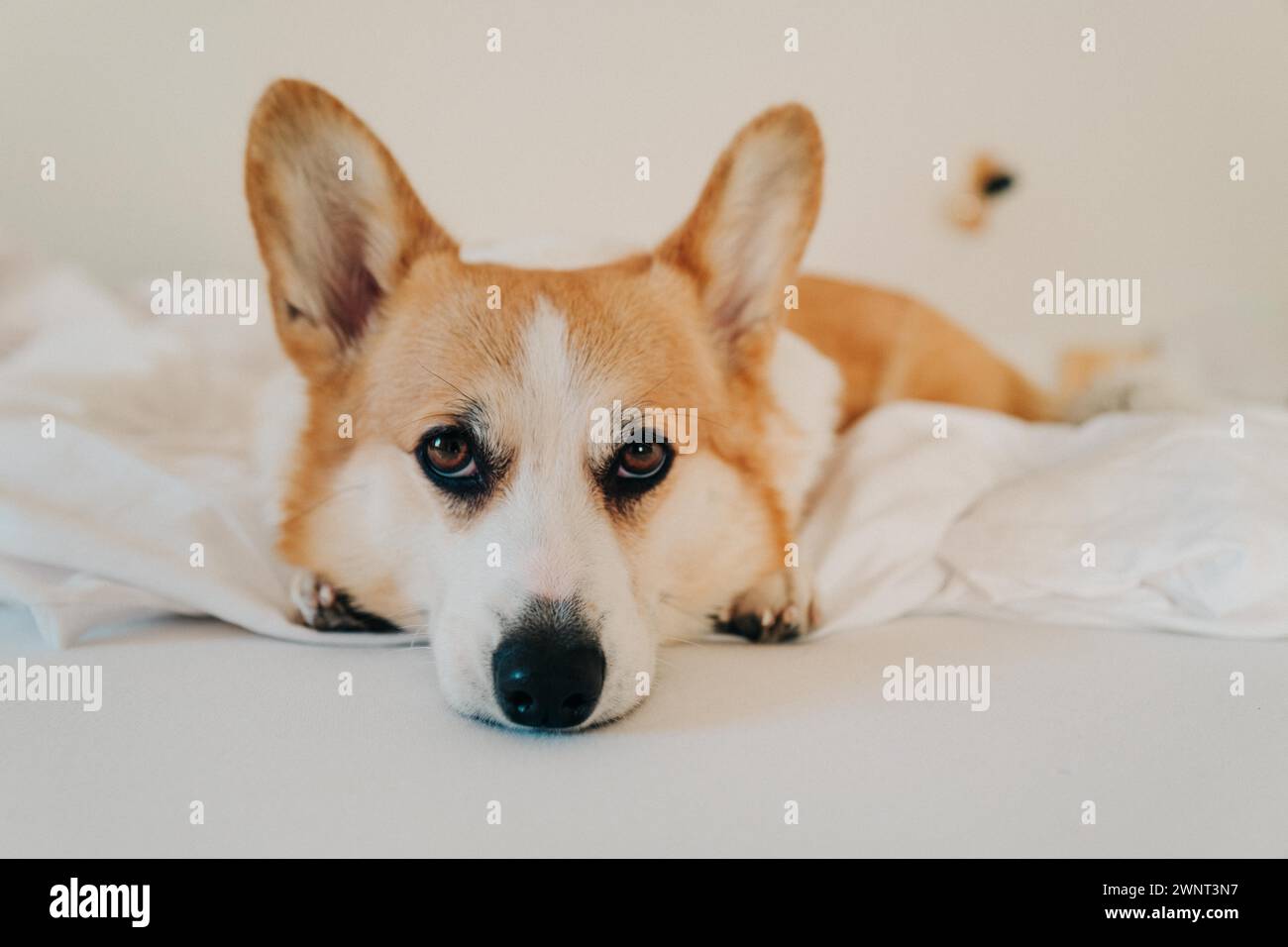 Il cane Corgi giace su lenzuola bianche e ci guarda Foto Stock