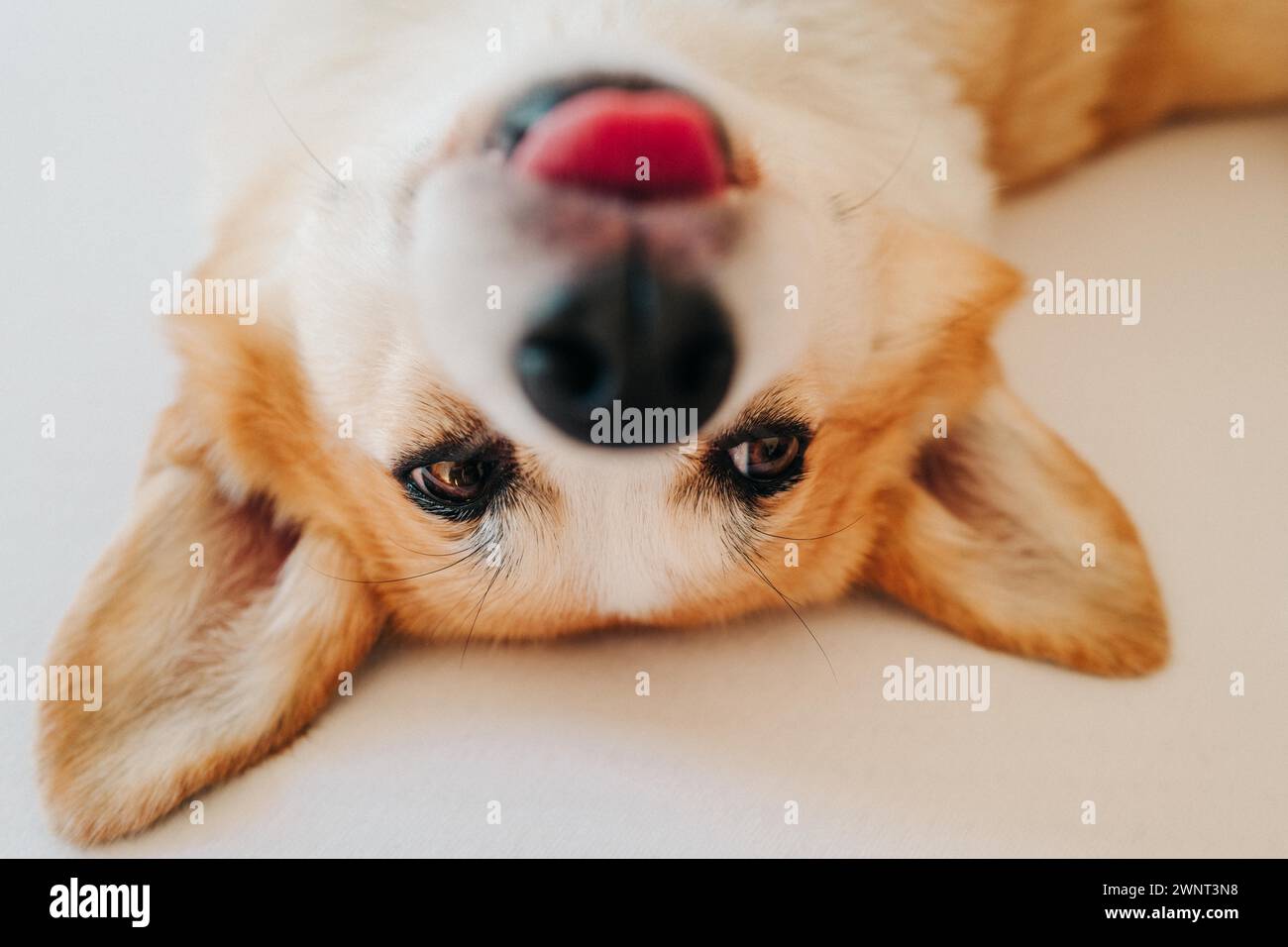 Il cane Corgi giace su lenzuola bianche e si sporge la lingua Foto Stock