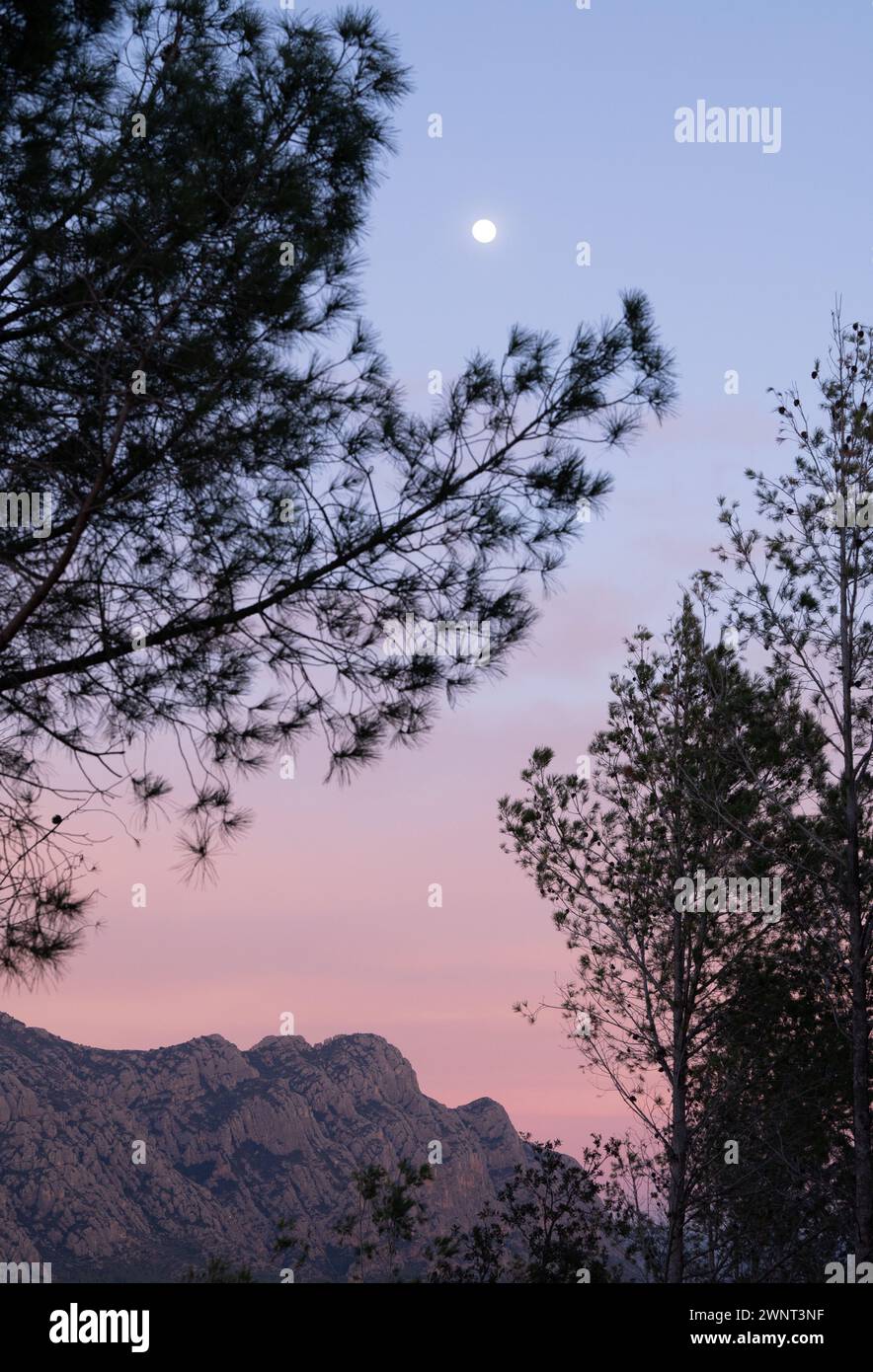 Scena della luna vista attraverso gli alberi. Foto Stock