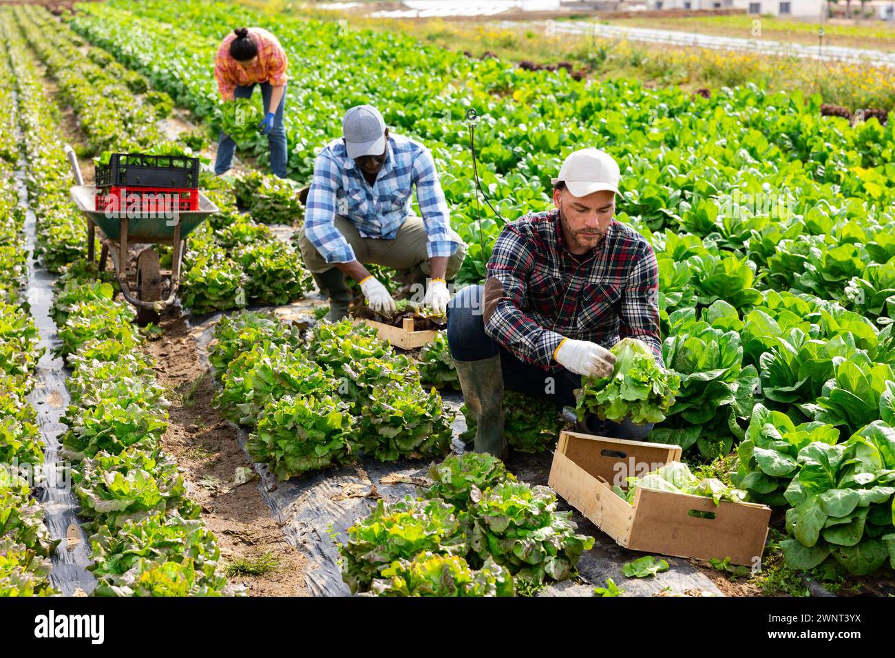 Gruppo multietnico di lavoratori agricoli che raccolgono la lattuga Foto Stock