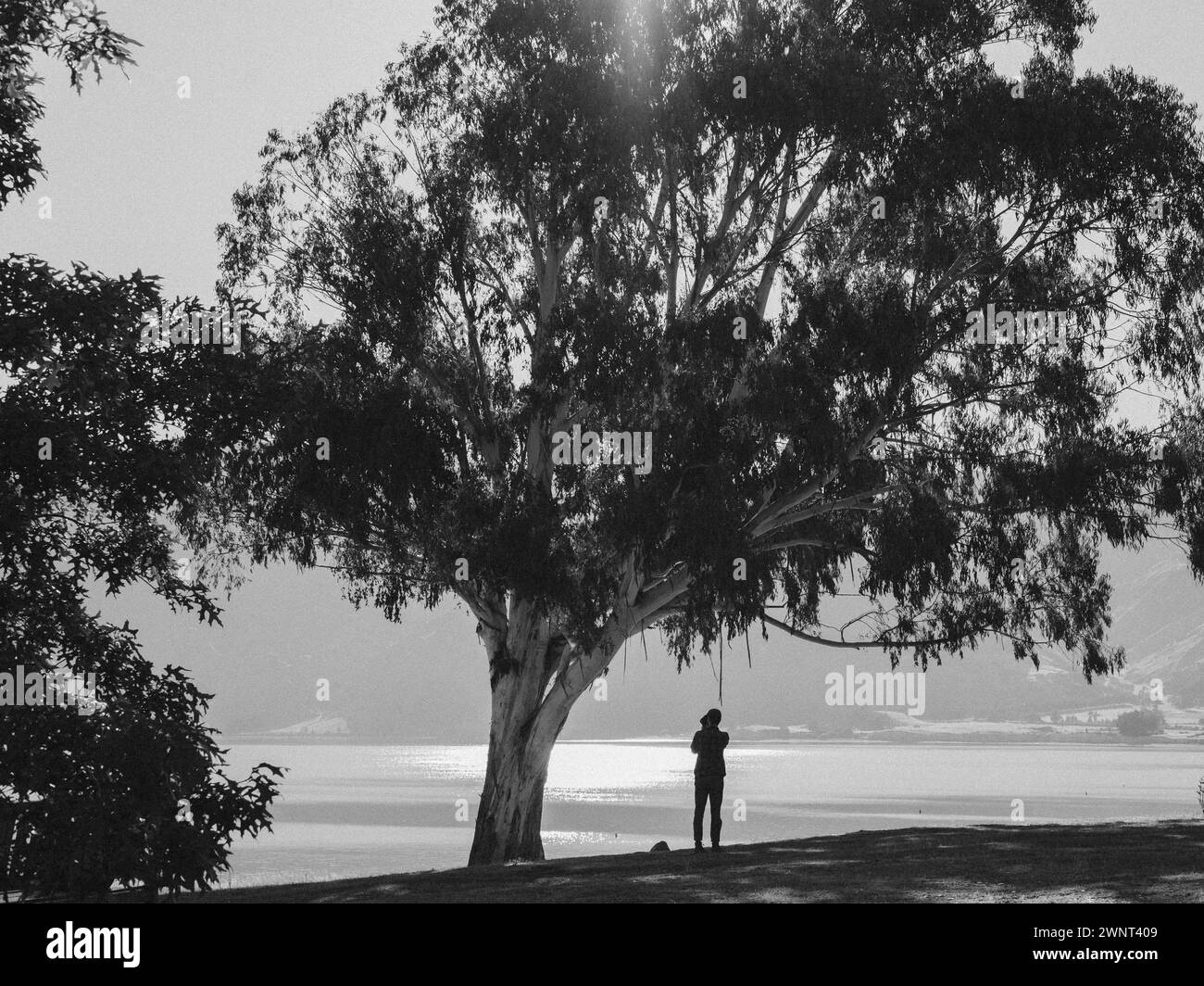 L'uomo del paesaggio bianco e nero si trova sotto un albero unico Foto Stock