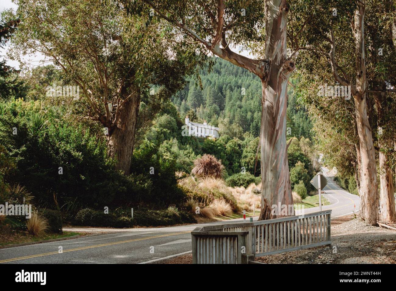 Pittoresca strada cittadina attraverso alti alberi di corteccia in marmo e sempreverdi Foto Stock