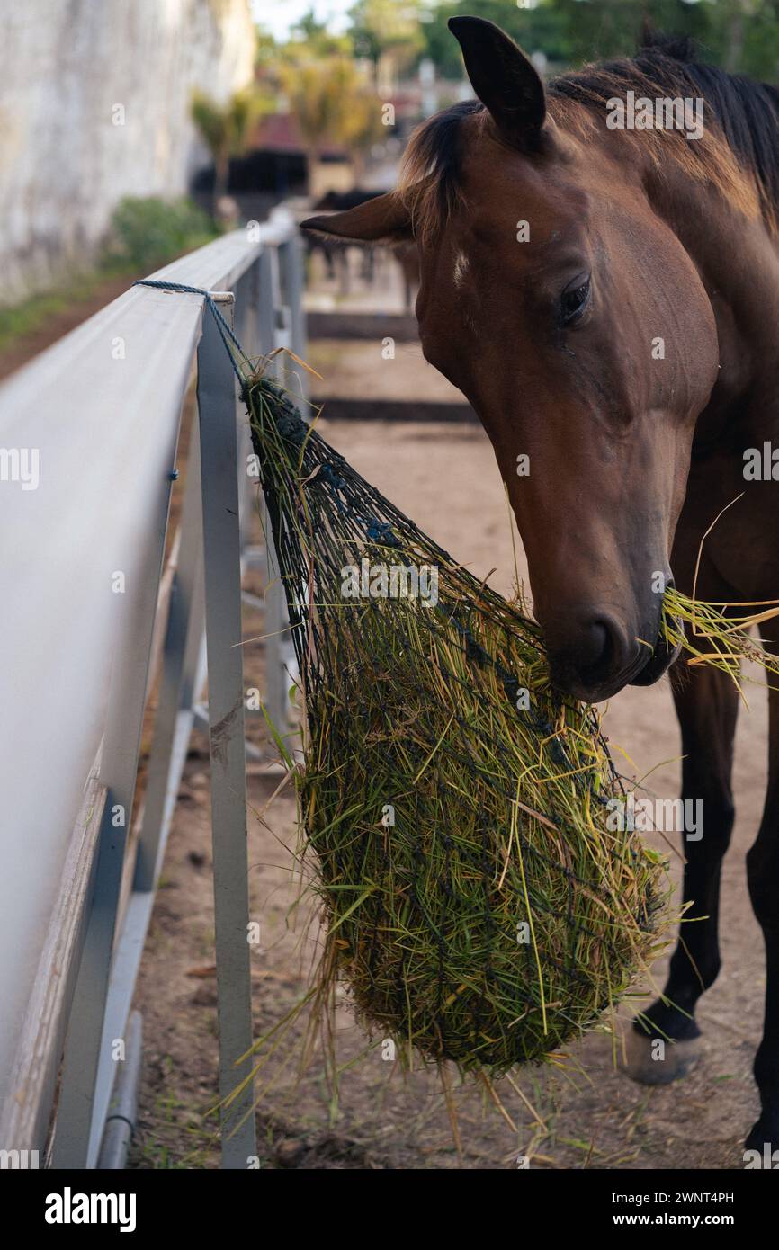 Mangia fieno, allevamento di cavalli, scuola di equitazione a Bali. Foto Stock