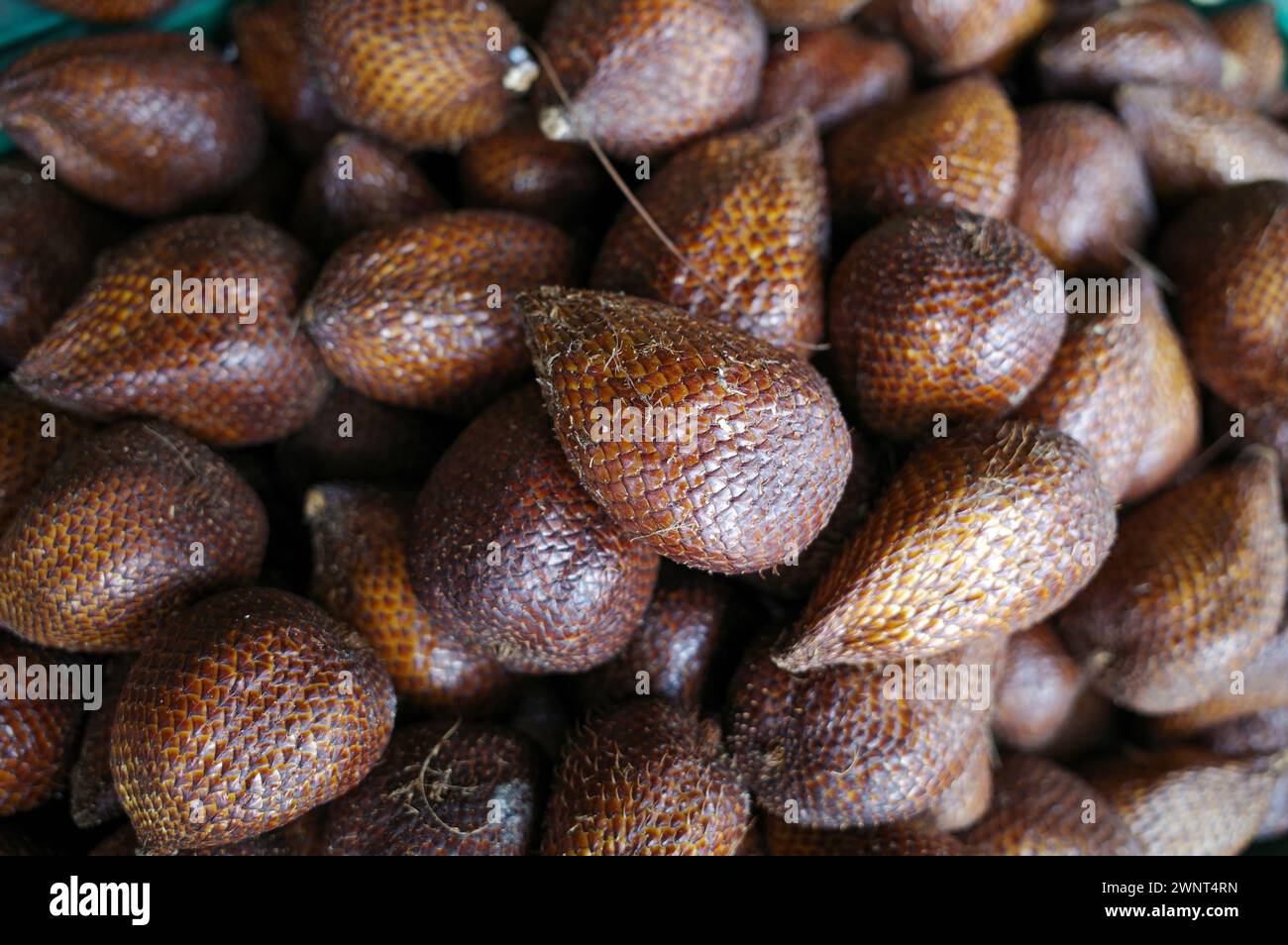 Frutti salati maturi (Salacca edulis o Salacca zalacca) noti come frutti di serpente o frutti di buccia di serpente. Foto Stock