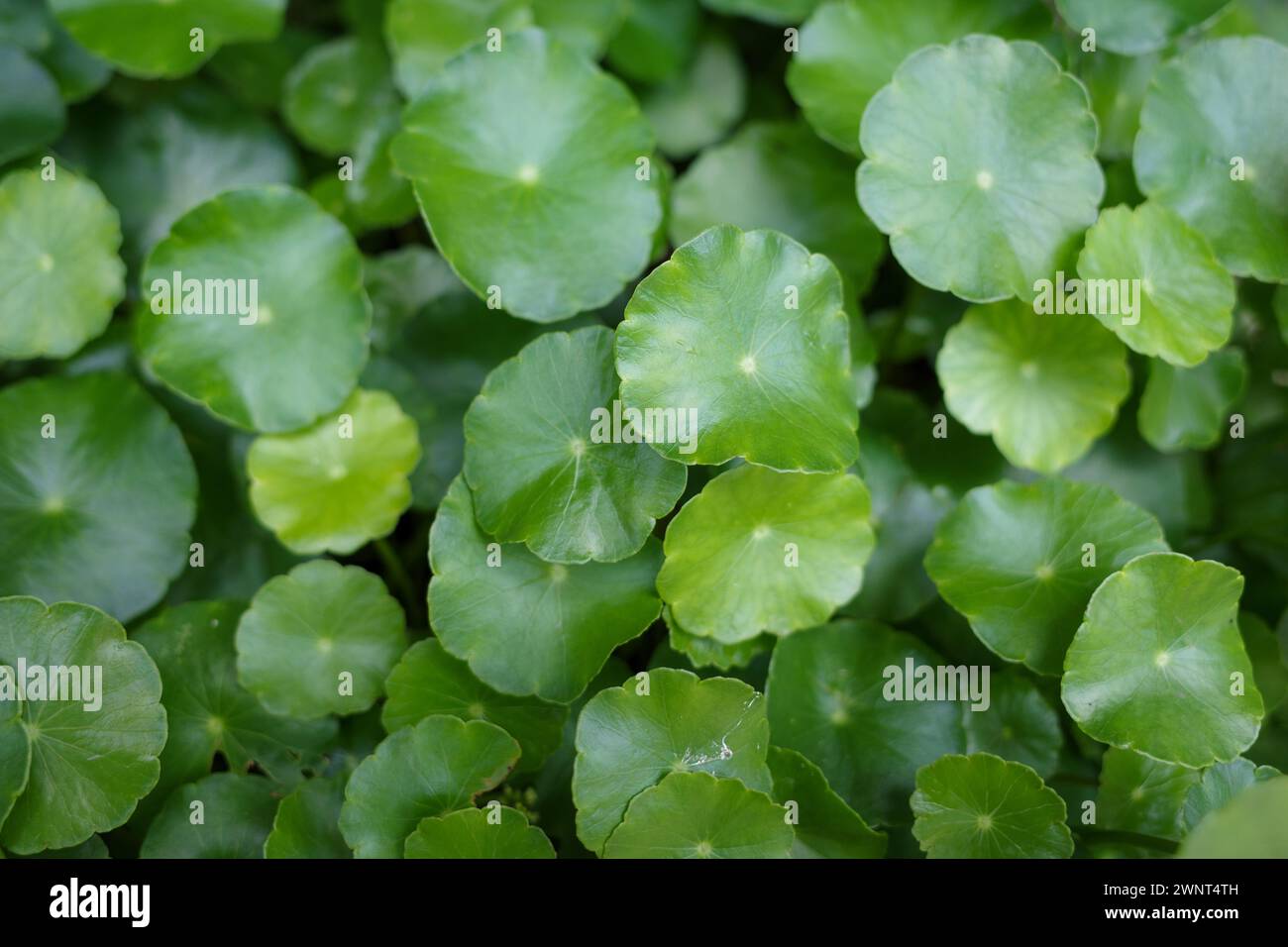 Primo piano di Daun Pegagan, Centella asiatica se ne va, in una messa a fuoco superficiale. Foto Stock