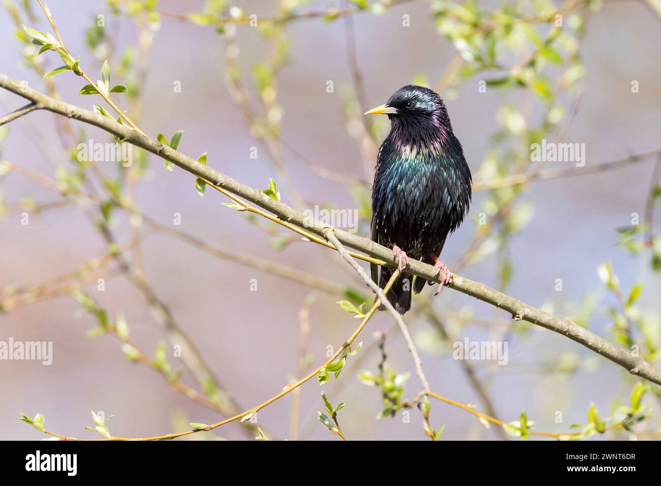 Star, Sturnus vulgaris, starling, starling europeo, starling comune, l'Étourneau sansonnet Foto Stock