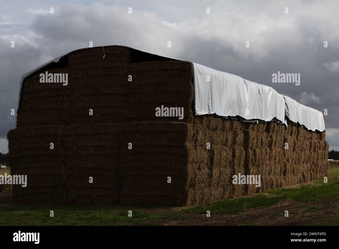 Pila di paglia per bestiame Sutton Suffolk Inghilterra Foto Stock
