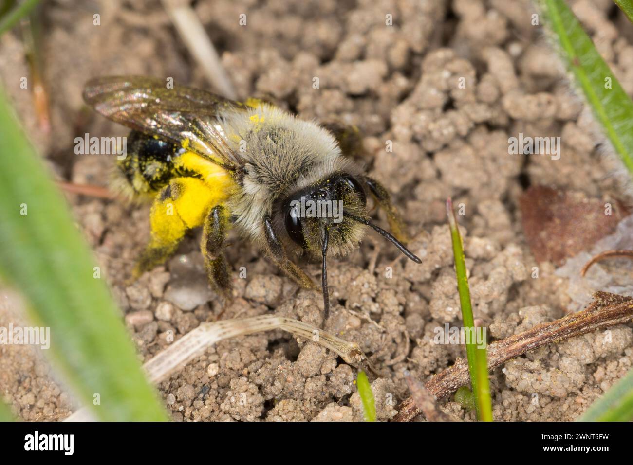 Weiden-Sandbiene, Große Weiden-Sandbiene, Auen-Sandbiene, Auensandbiene, Weidensandbiene, Sandbiene, Weibchen mit Pollen, Pollenhöschen, Andrena vaga, Foto Stock