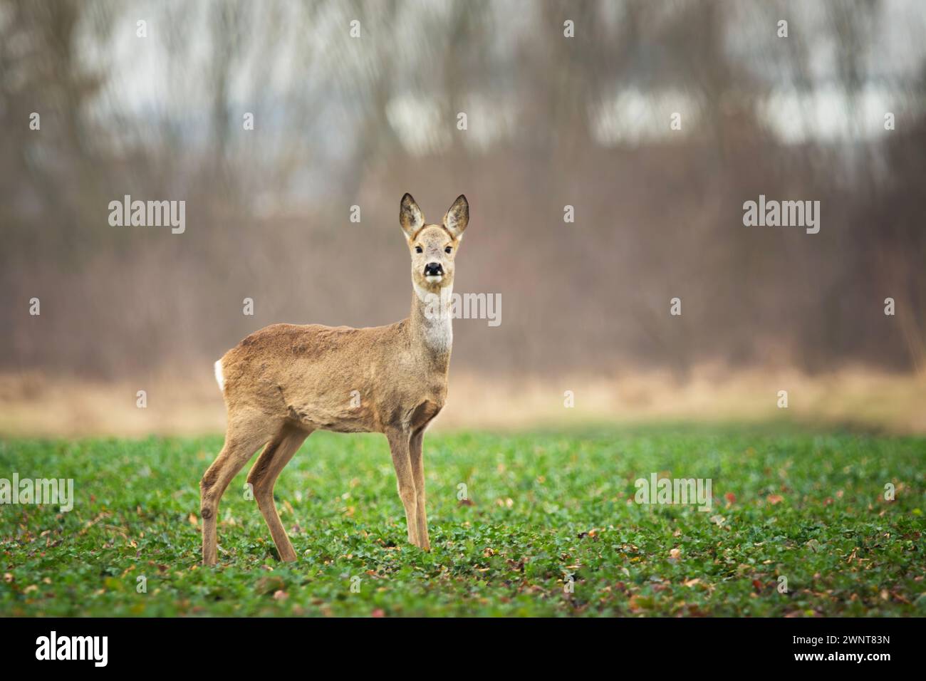 Cervo in piedi in un campo verde, giorno di marzo, Polonia orientale Foto Stock