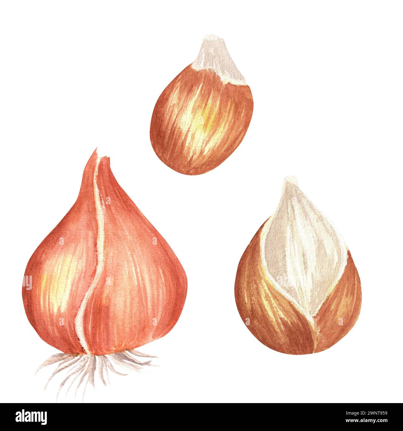 Illustrazione ad acquerello disegnata a mano. Lampadine a fiori per qualsiasi progetto decorativo, come la stampa, lo scrapbooking e altri. Foto Stock