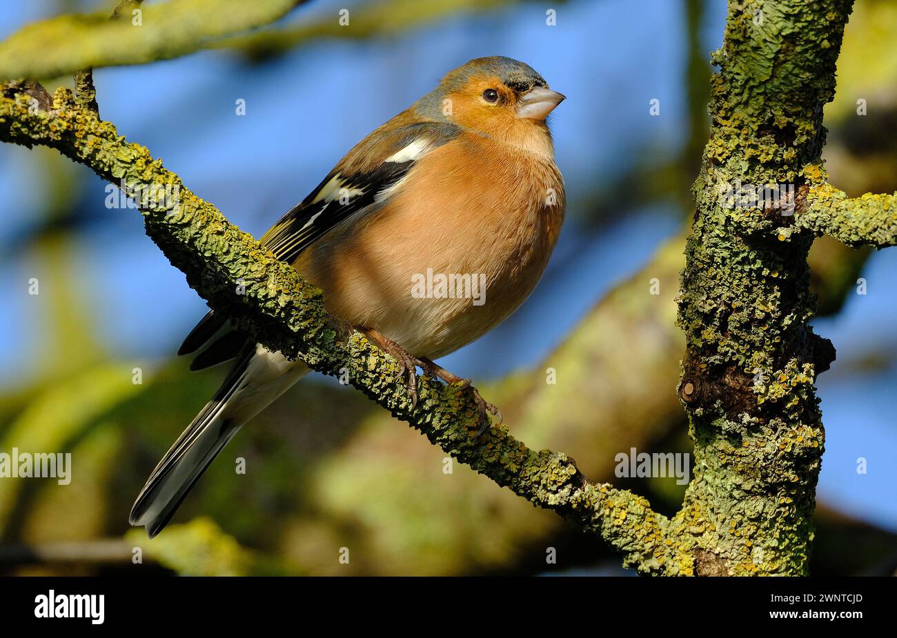 Lo chaffinch eurasiatico, lo chaffinch comune, o semplicemente lo chaffinch, è un piccolo uccello passerino comune e diffuso nella famiglia dei finch. Maschio. Foto Stock