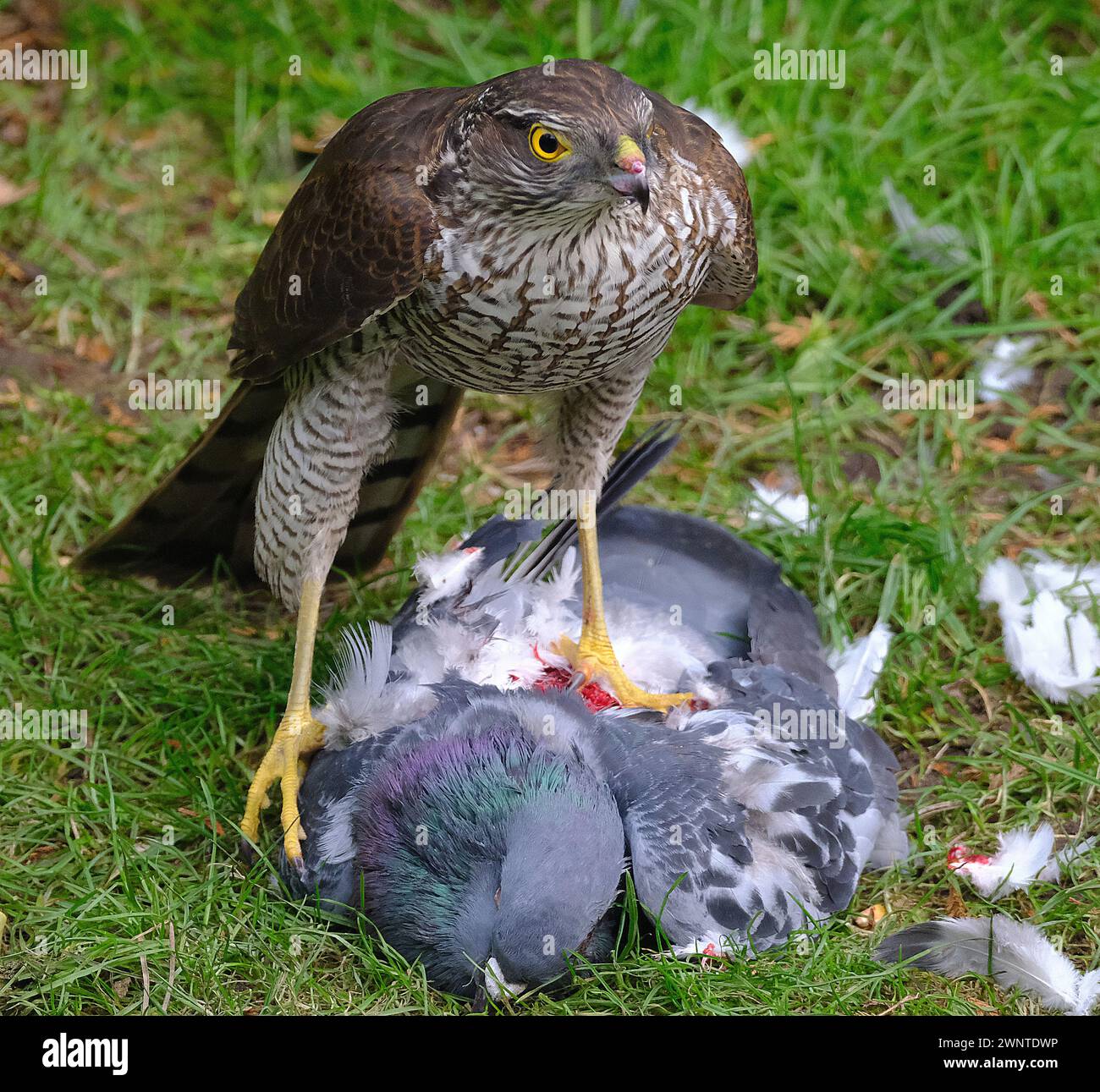 Lo sparrowhawk eurasiatico, noto anche come sparrowhawk settentrionale o semplicemente sparrowhawk, è un piccolo uccello preda della famiglia degli Accipitridae Foto Stock