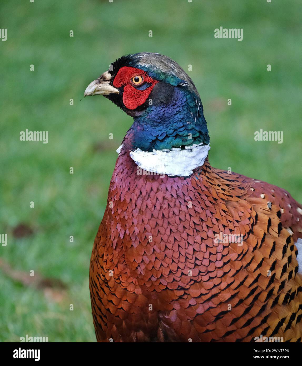 I fagiani sono uccelli di diversi generi della famiglia Phasianidae dell'ordine delle Galliformes. Foto Stock