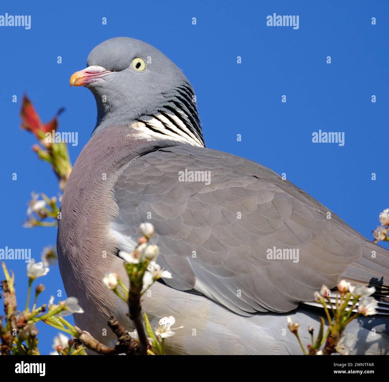 Il piccione di legno comune, noto anche come piccione di legno, è una grande specie della famiglia delle colombe e piccioni, originaria del Paleartico occidentale. Foto Stock