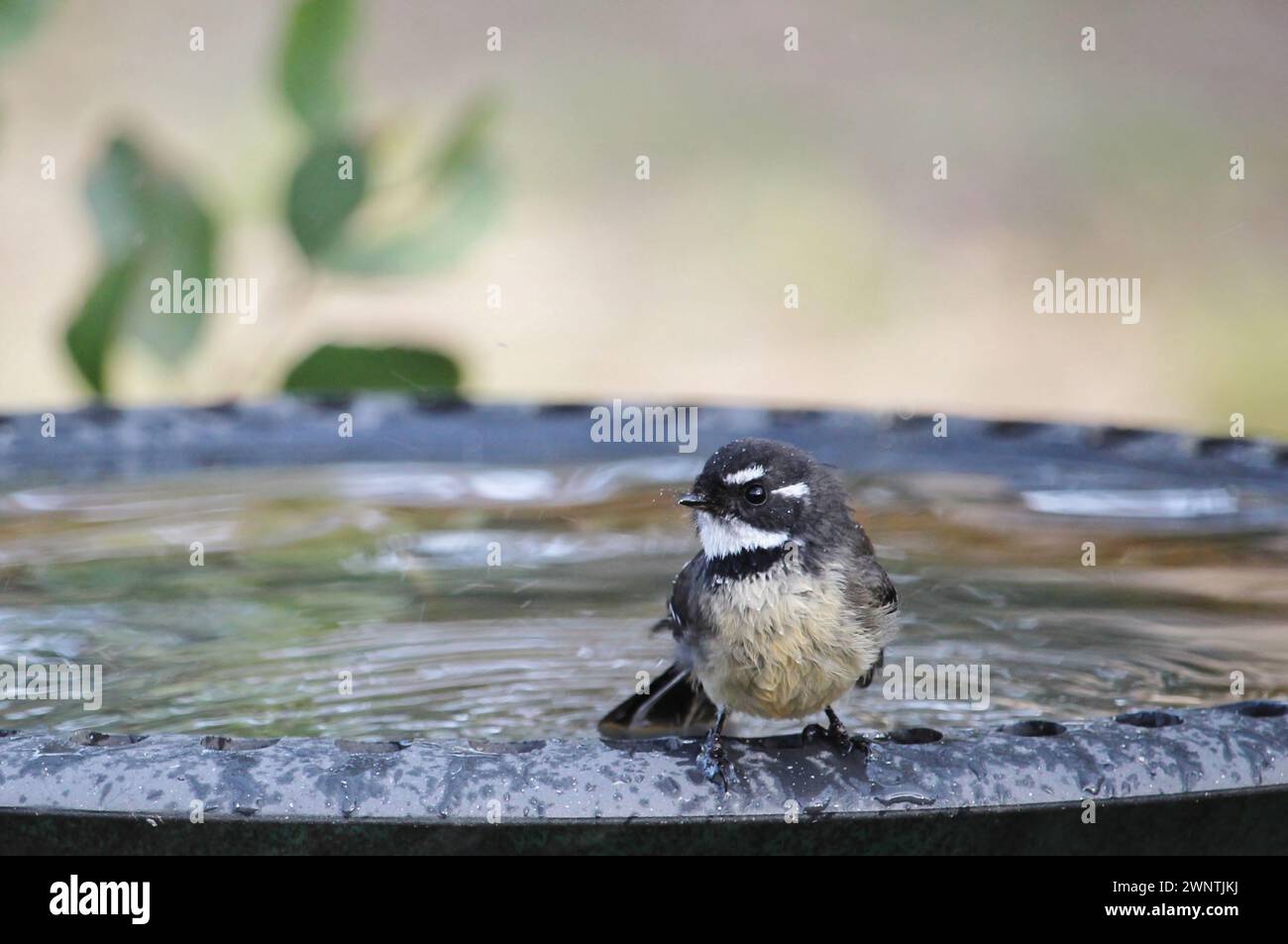 A fiocco grigio (Rhipidura albiscapa) al Bagno uccelli, Sud Australia Foto Stock