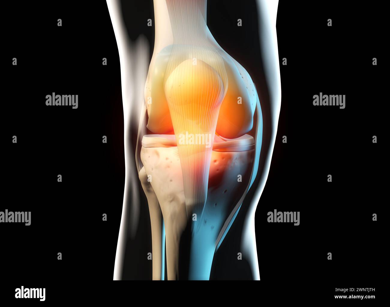 Anatomia del ginocchio, ossa e cartilagine Foto Stock