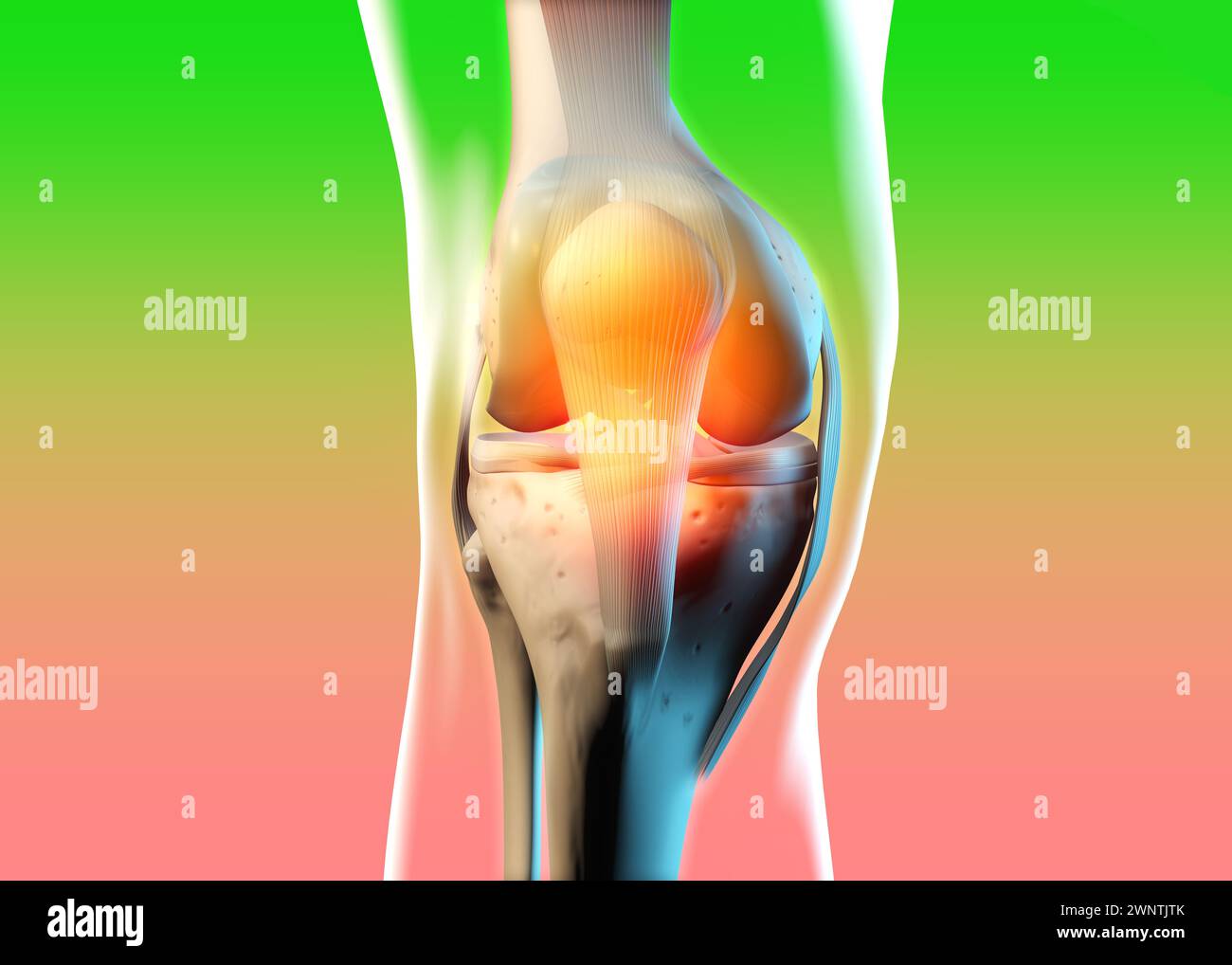 Illustrazione 3D che mostra ossa, legamenti e cartilagine di un'articolazione del ginocchio Foto Stock