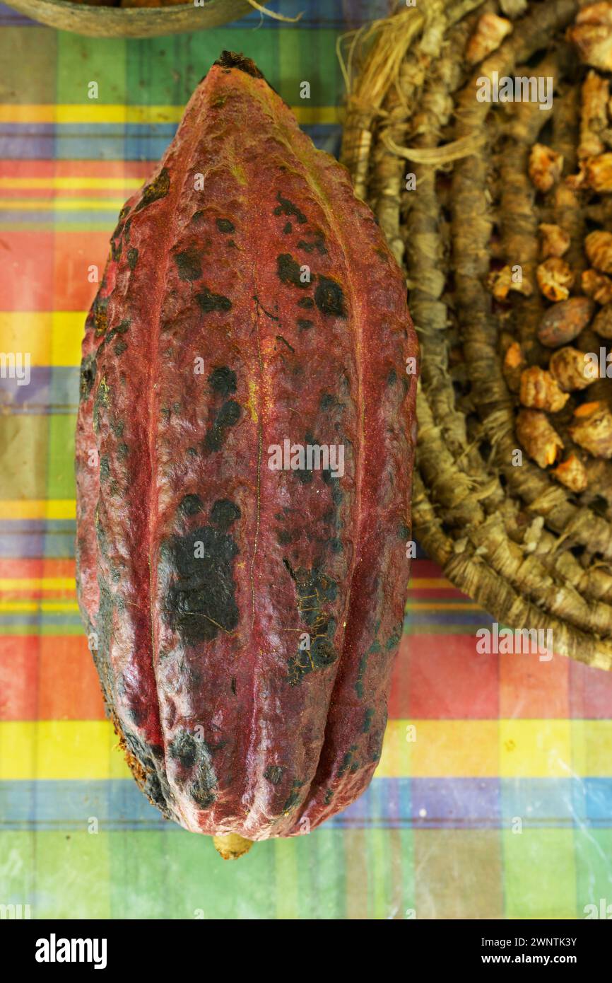 Cascata di diamanti di frutta di cacao e giardino botanico Soufriere, Saint Lucia, Indie occidentali, Caraibi orientali Foto Stock