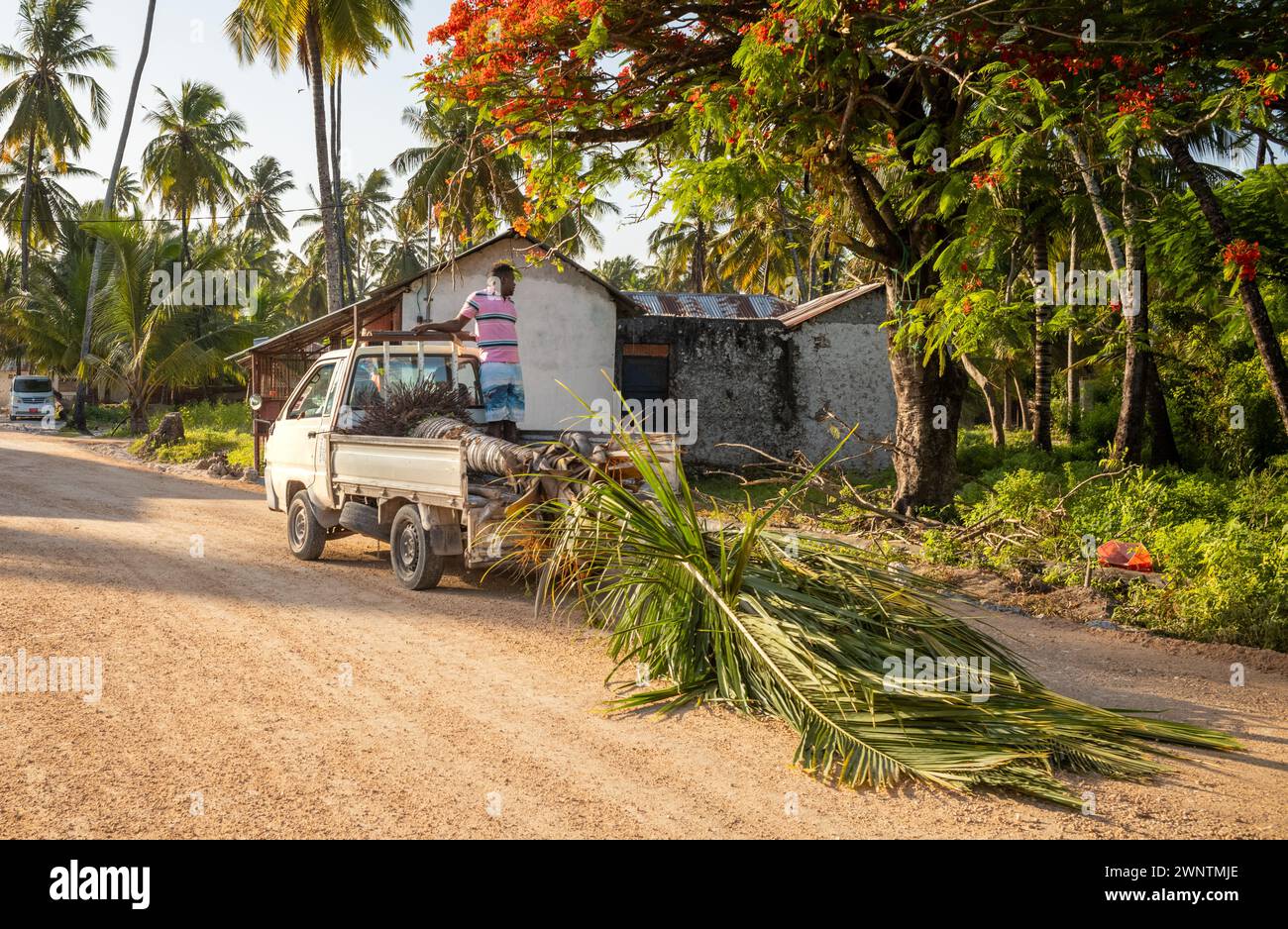 Un uomo su un piccolo camion che trasporta una palma da ripiantare, Jambiani, Zanzibar, Tanzania Foto Stock