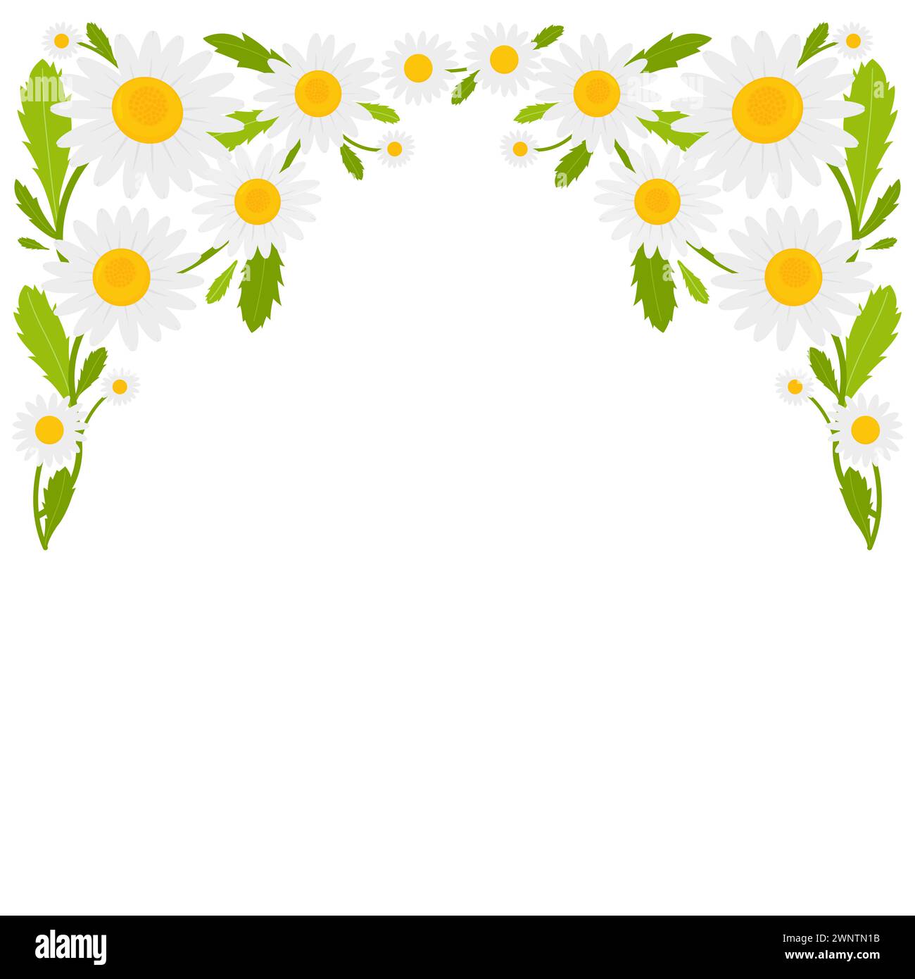 Sfondo Daisy Flowers. Fiori di camomilla in primavera. Foto Stock