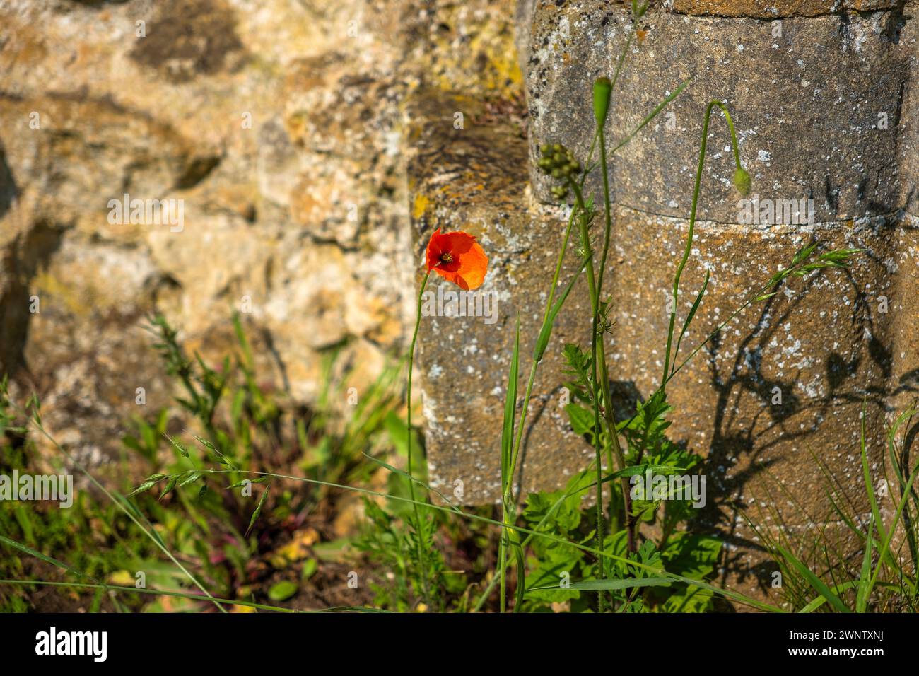 abbazia di hailes monastero in rovina cotswolds gloucestershire inghilterra regno unito Foto Stock