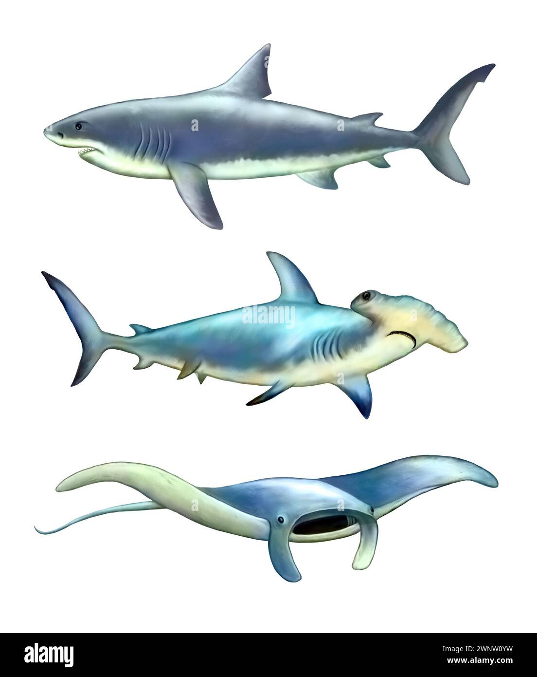 Squalo bianco, martello e manta. Illustrazione digitale. Foto Stock