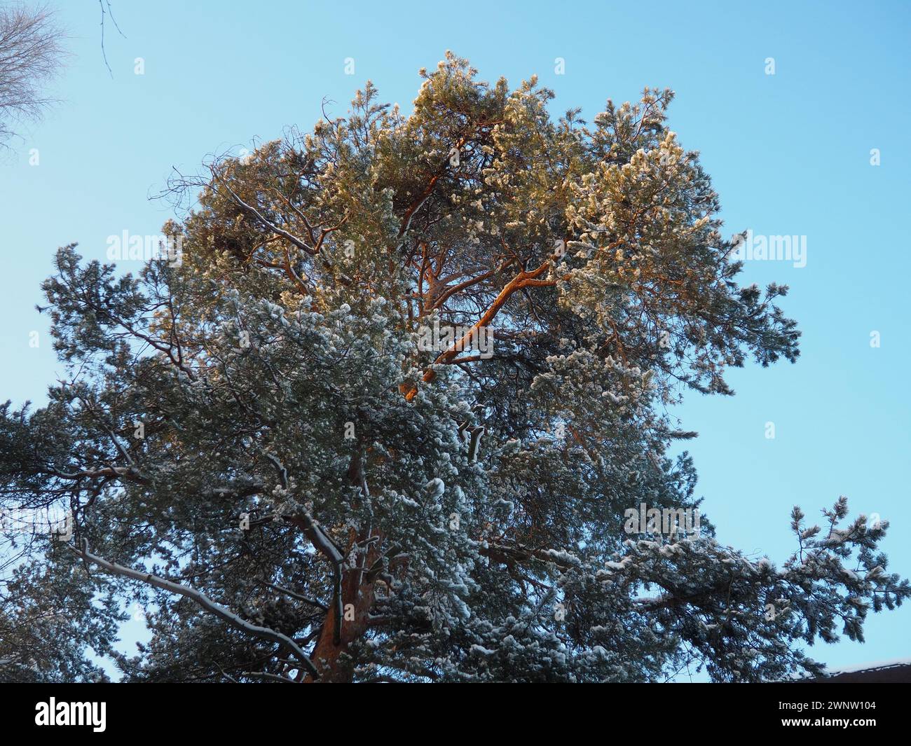 Foresta di pini in inverno durante il giorno in forte gelo, Carelia. Neve sui rami di conifere. Anticiclone con sole gelido. Pinus di pino scozzese Foto Stock