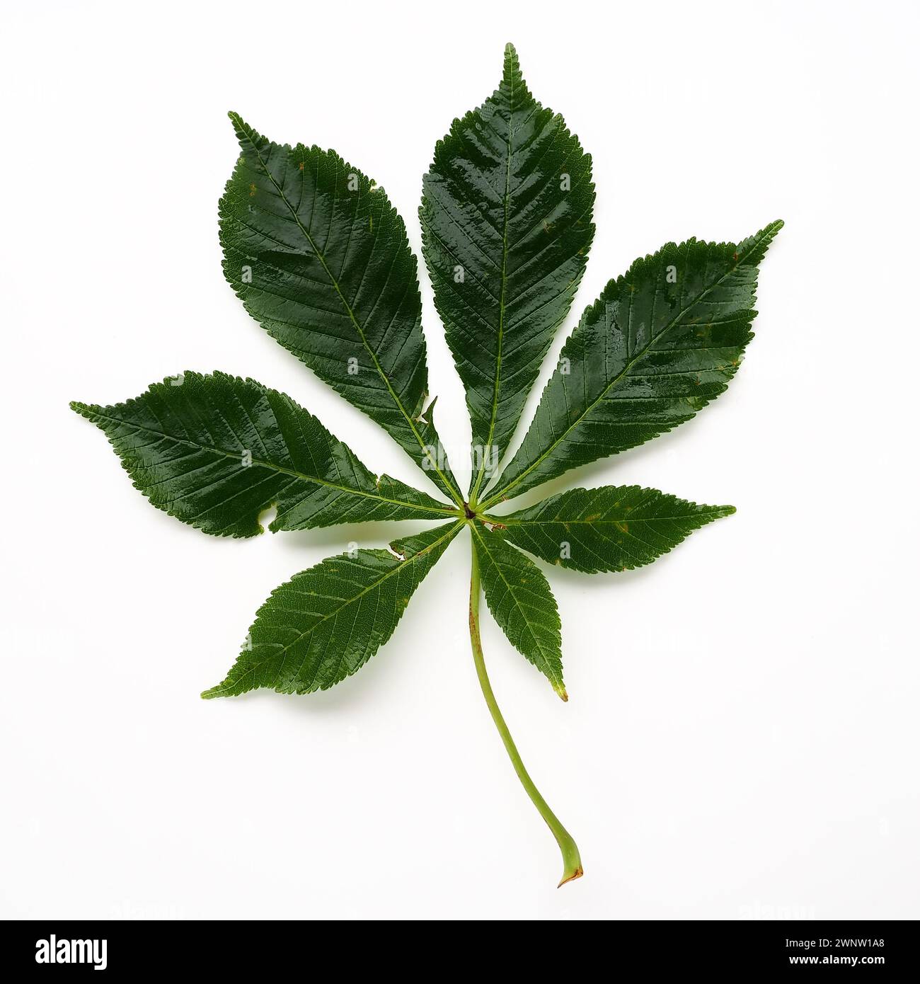 Foglia di castagno su fondo bianco. Le foglie sono grandi, 7 - palmate, di fronte, con lunghi petioli. Ippocastano, acorno, esculus esculus, un genere Foto Stock