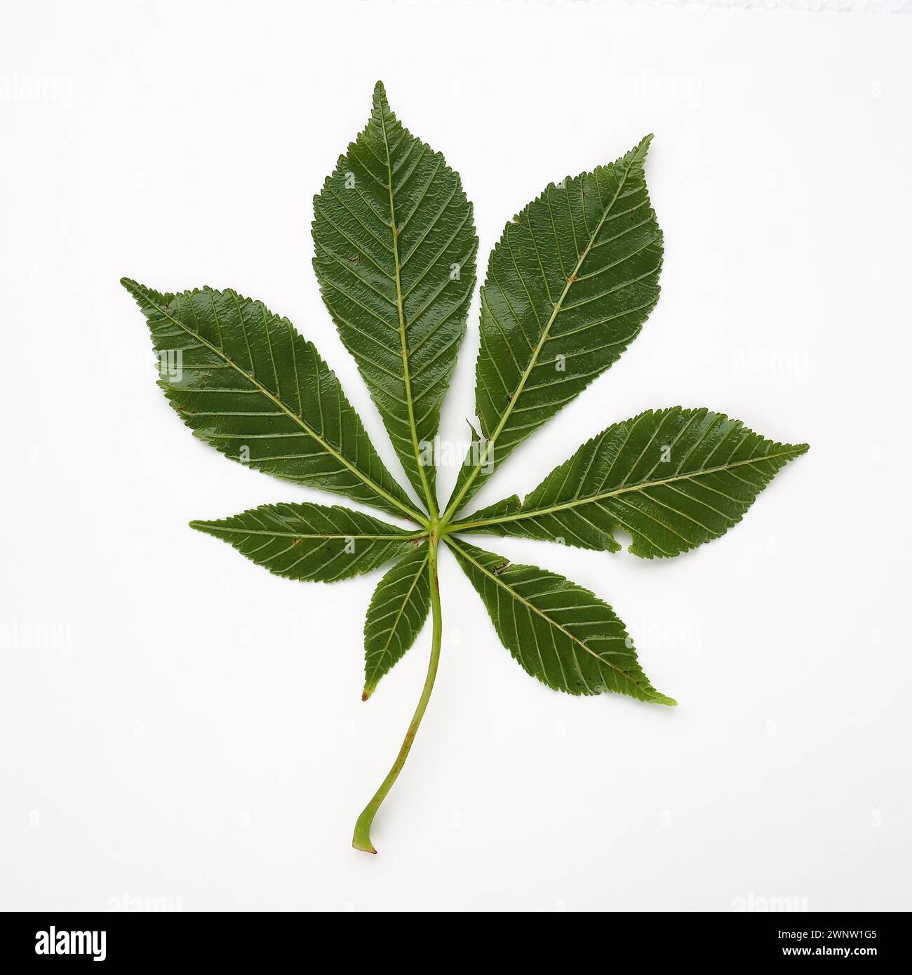 Foglia di castagno su fondo bianco. Le foglie sono grandi, 7 - palmate, di fronte, con lunghi petioli. Ippocastano, acorno, esculus esculus, un genere Foto Stock