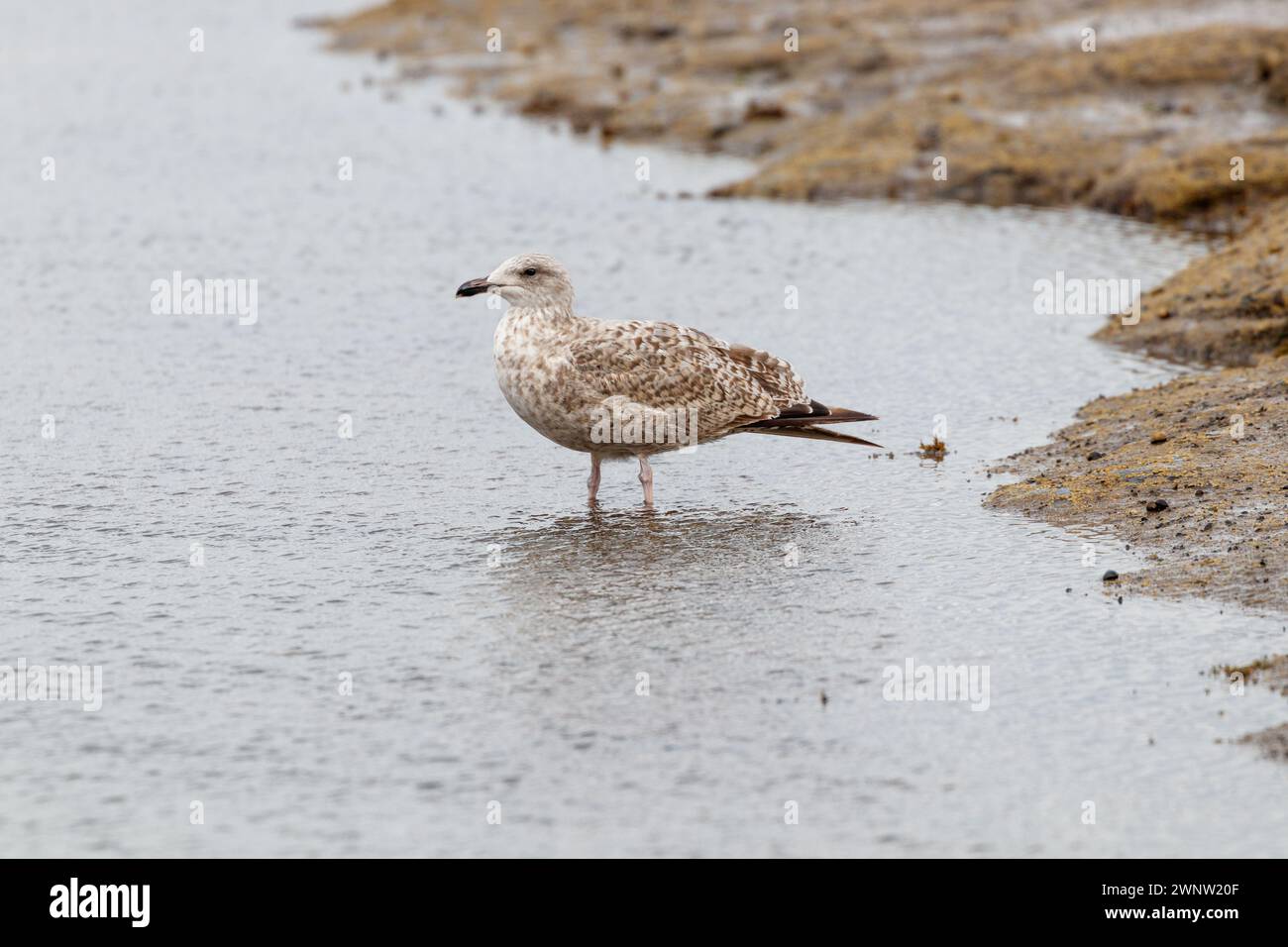 Un giovane gabbiano aringhe a Whitby Foto Stock