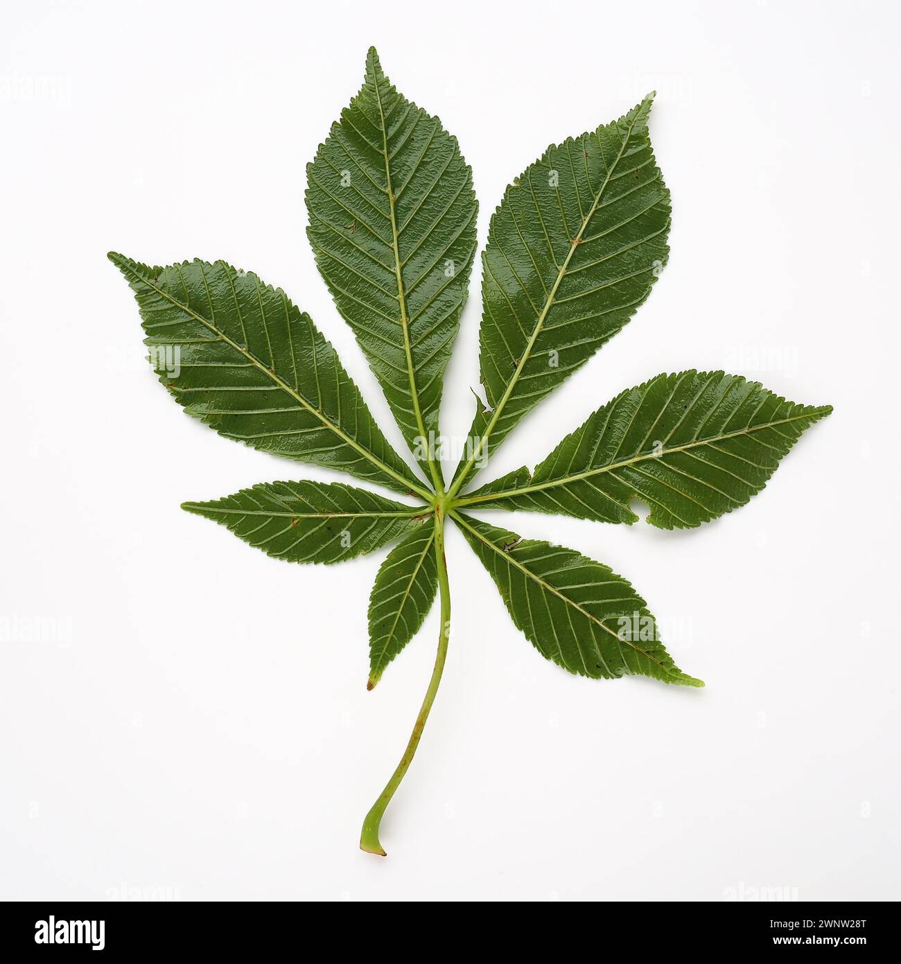 Foglia di castagno su fondo bianco. Le foglie sono grandi, 7 - palmate, di fronte, con lunghi petioli. Ippocastano, acorno, esculus esculus, un genere Foto Stock