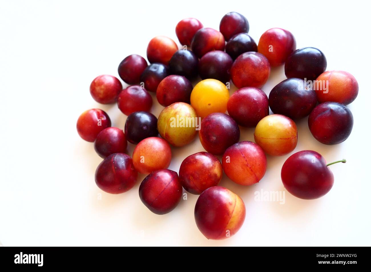 Prugna ciliegia su sfondo bianco. Un mix di prugne giallo-rosse appena rimosso da un albero. Deliziosi frutti di prugna freschi. Prugne alla ciliegia grandi e appetitose Foto Stock