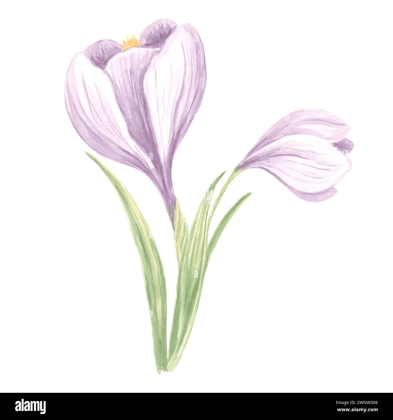 Fiori di croco viola con foglie. Illustrazione isolata ad acquerello disegnata a mano con fiore di zafferano. Modello di disegno floreale botanico per carta di M Foto Stock