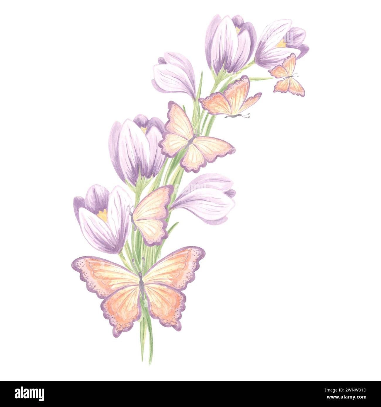Bouquet di fiori di croci viola con farfalle. Illustrazione isolata ad acquerello disegnata a mano fiore di zafferano. Modello di disegno floreale per c Foto Stock