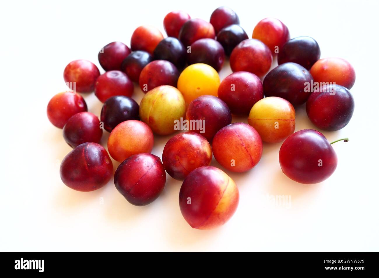 Prugna ciliegia su sfondo bianco. Un mix di prugne giallo-rosse appena rimosso da un albero. Deliziosi frutti di prugna freschi. Prugne alla ciliegia grandi e appetitose Foto Stock