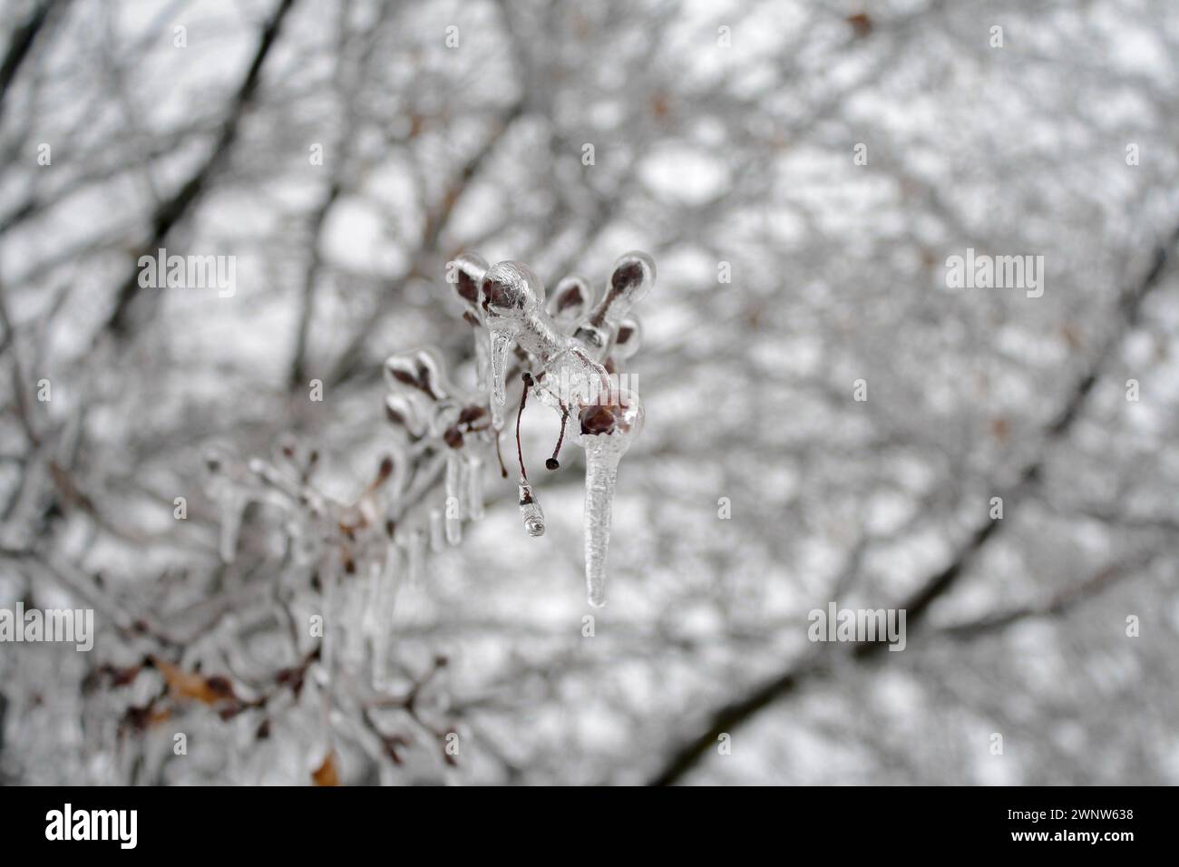 Rami di alberi dopo una tempesta di pioggia fredda invernale che forma ghiaccioli sui rami. Foto Stock