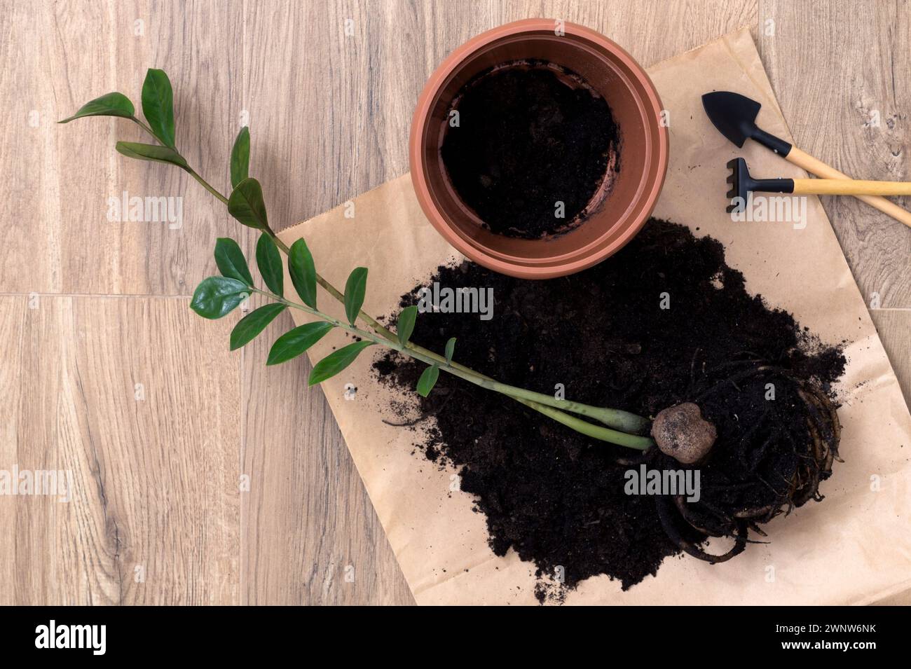 Repotare la pianta domestica Zamioculcas con l'aiuto di mini utensili da giardino nero per piantare fiori. Hobby, la routine autunnale di primavera. Giardinaggio domestico, coltivazione Foto Stock
