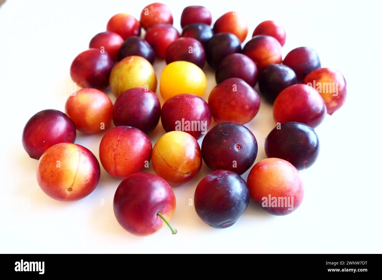 Prugna ciliegia su sfondo bianco. Un mix di prugne giallo-rosse appena rimosso da un albero. Deliziosi frutti di prugna freschi. Prugne alla ciliegia grandi e appetitose Foto Stock