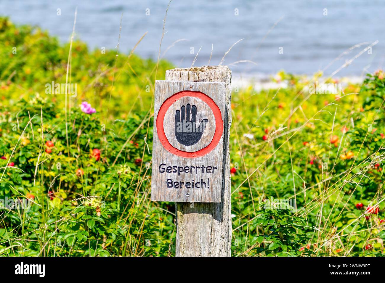 Eine harmonische Mischung aus Natur und Struktur, in der das Stoppschild auf die Graslandschaft trifft Foto Stock