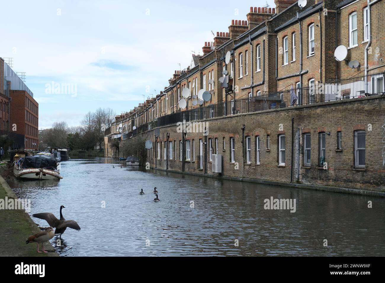 Un uccello allarga le sue ali sul Grand Union Canal con il retro di una sfilata di negozi sulla Harrow Road sullo sfondo, West London, Regno Unito Foto Stock