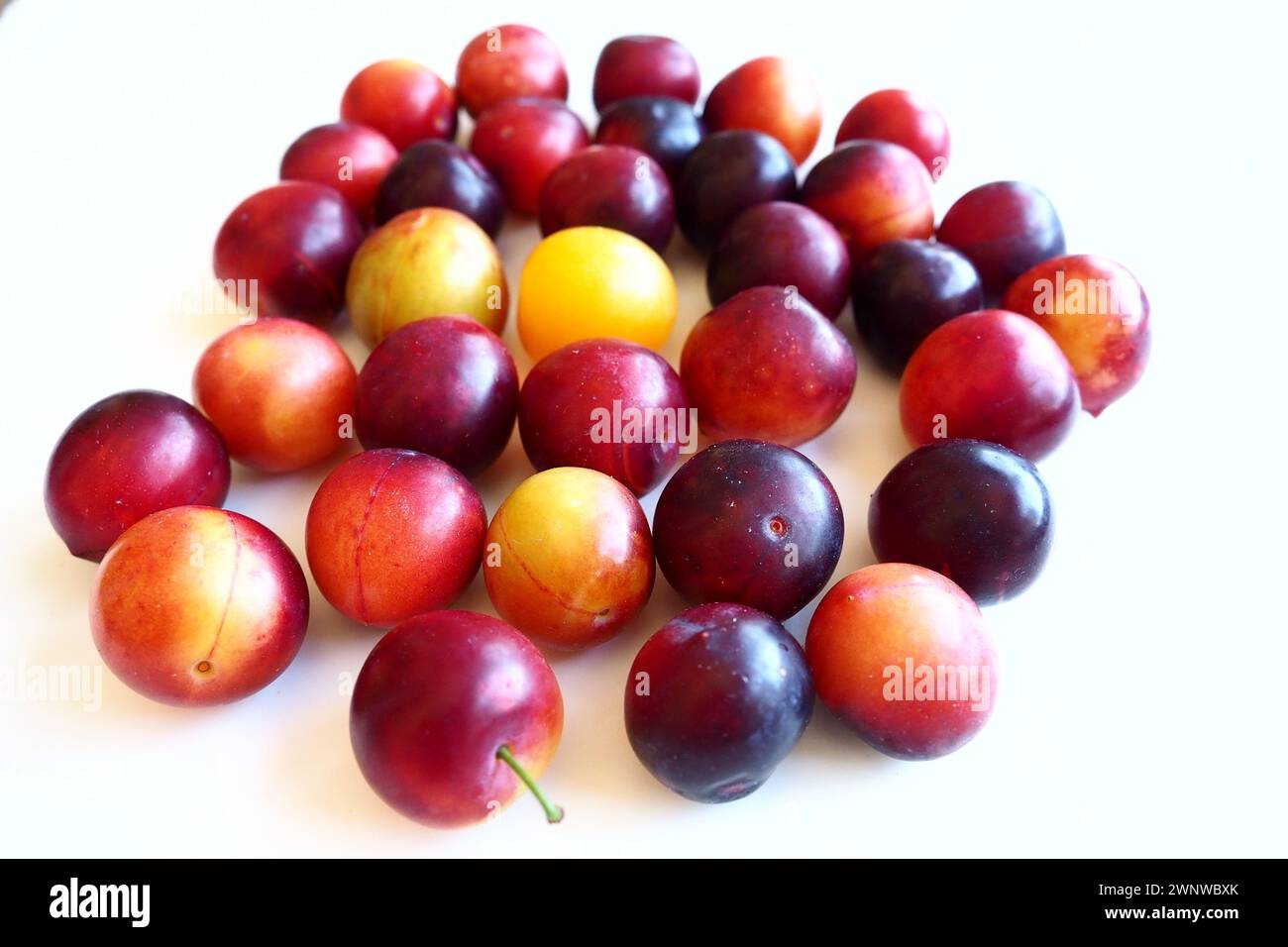 Prugna ciliegia su sfondo bianco. Un mix di prugne giallo-rosse appena rimosso da un albero. Deliziosi frutti di prugna freschi. Prugne alla ciliegia grandi e appetitose Foto Stock