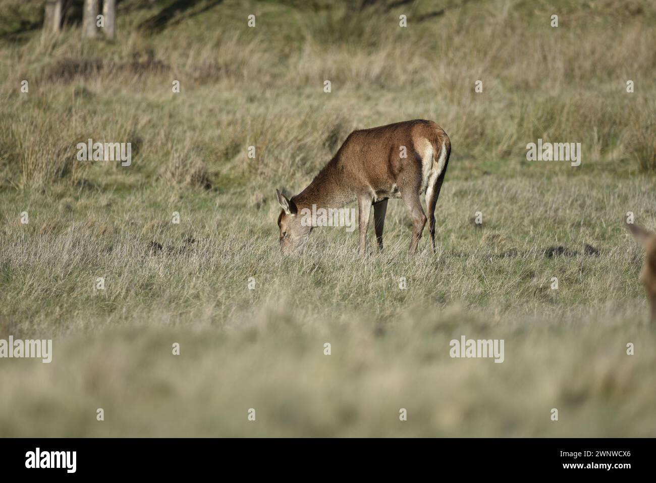 Immagine a sinistra di un cervo rosso pascolo (Cervus elaphus) su erba al sole d'inverno, scattata nello Staffordshire, Inghilterra, Regno Unito a febbraio Foto Stock