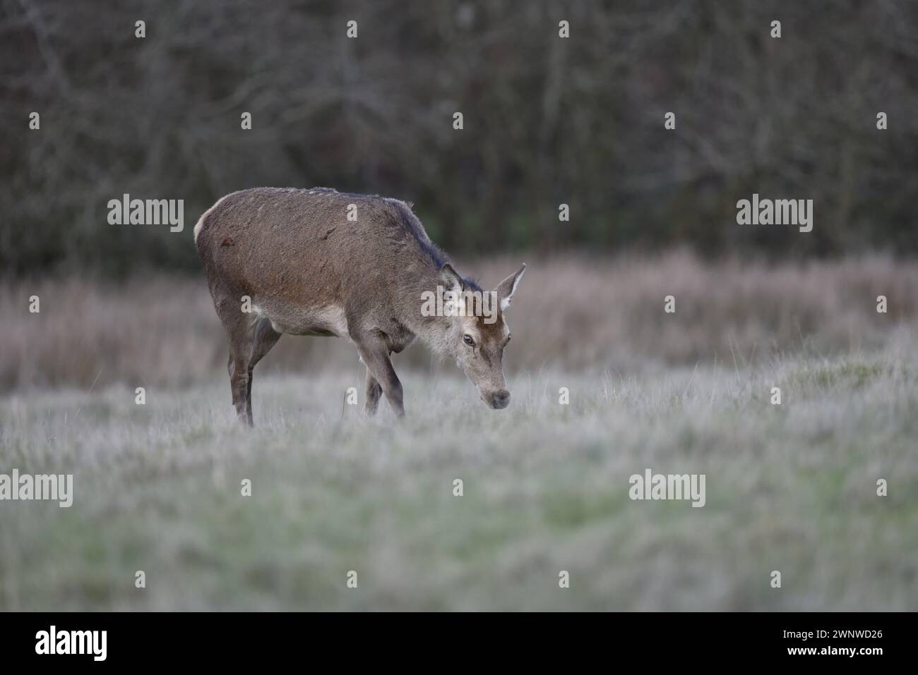 Doe Red Deer (Cervus elaphus) Head Down in Right-Profile, Left of Image, girato a febbraio a Staffordshire, Regno Unito Foto Stock