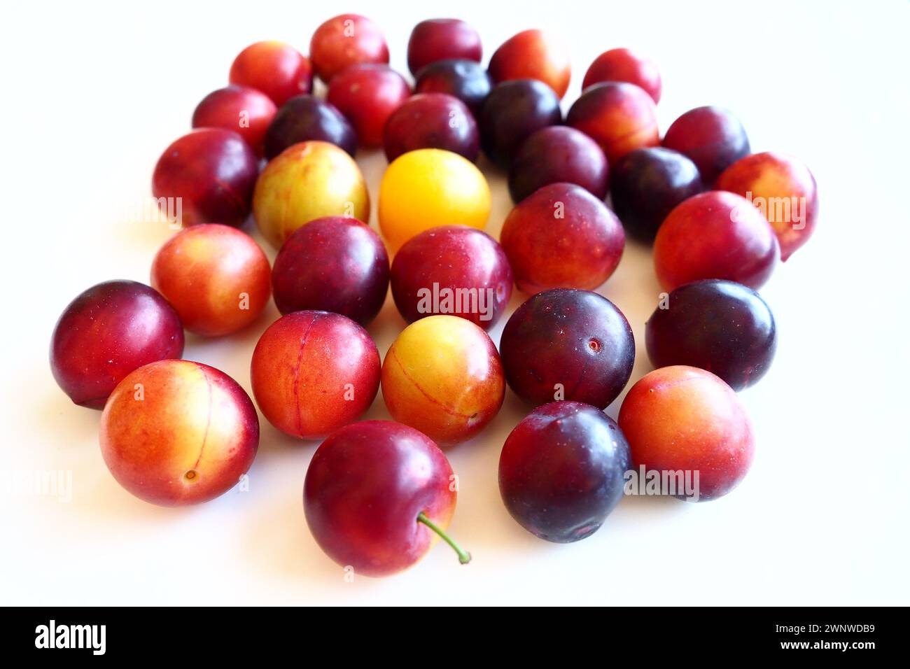 Prugna ciliegia su sfondo bianco. Un mix di prugne giallo-rosse appena rimosso da un albero. Deliziosi frutti di prugna freschi. Prugne alla ciliegia grandi e appetitose Foto Stock
