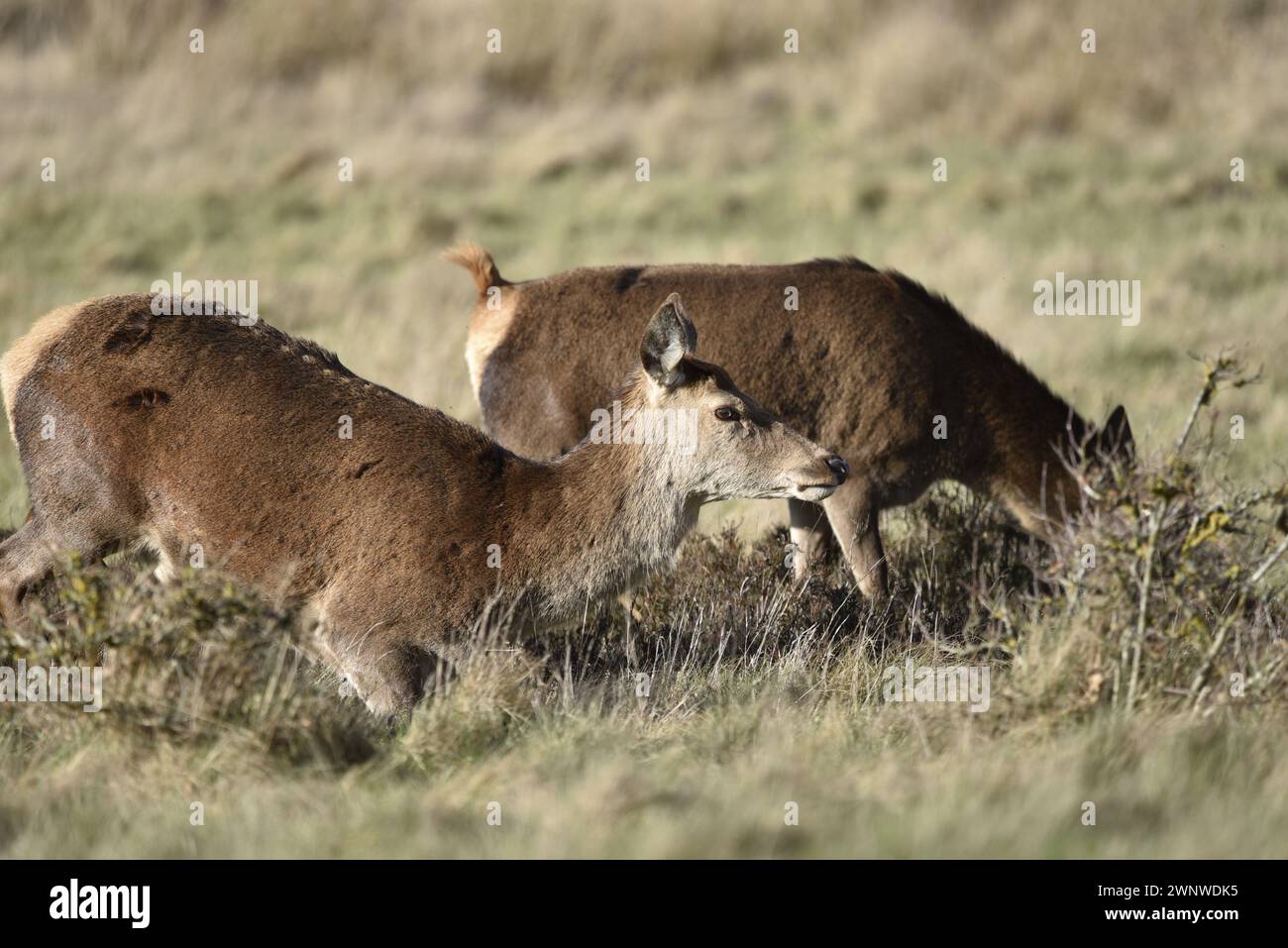 Immagine ravvicinata del Cervo Rosso in esecuzione (Cervus elaphus) con un secondo Doe pascolo sullo sfondo, scattato al sole d'inverno, su uno sfondo erboso Foto Stock